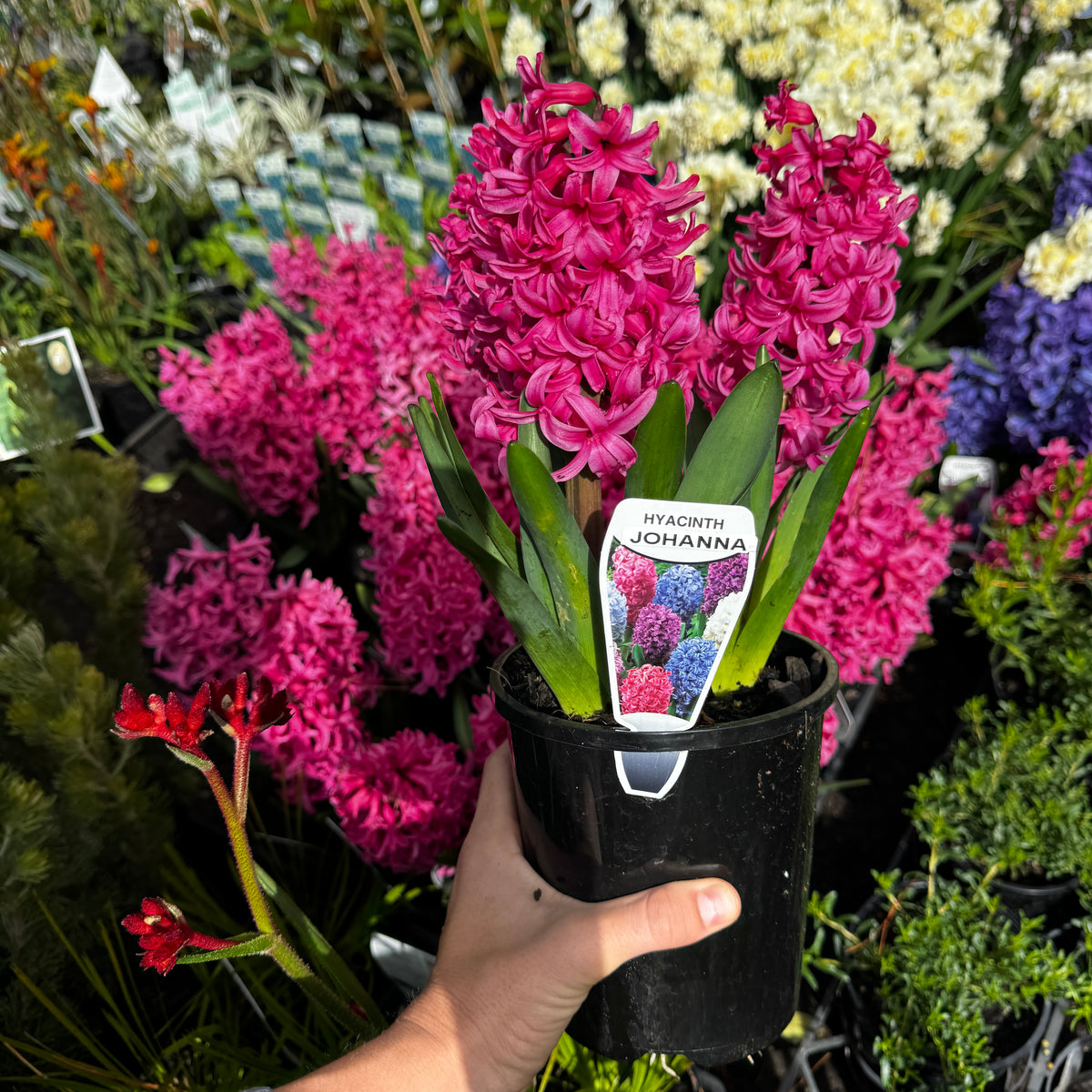 Hyacinthus orientalis Johanna