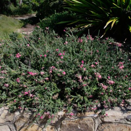 Grevillea lanigera Prostrate