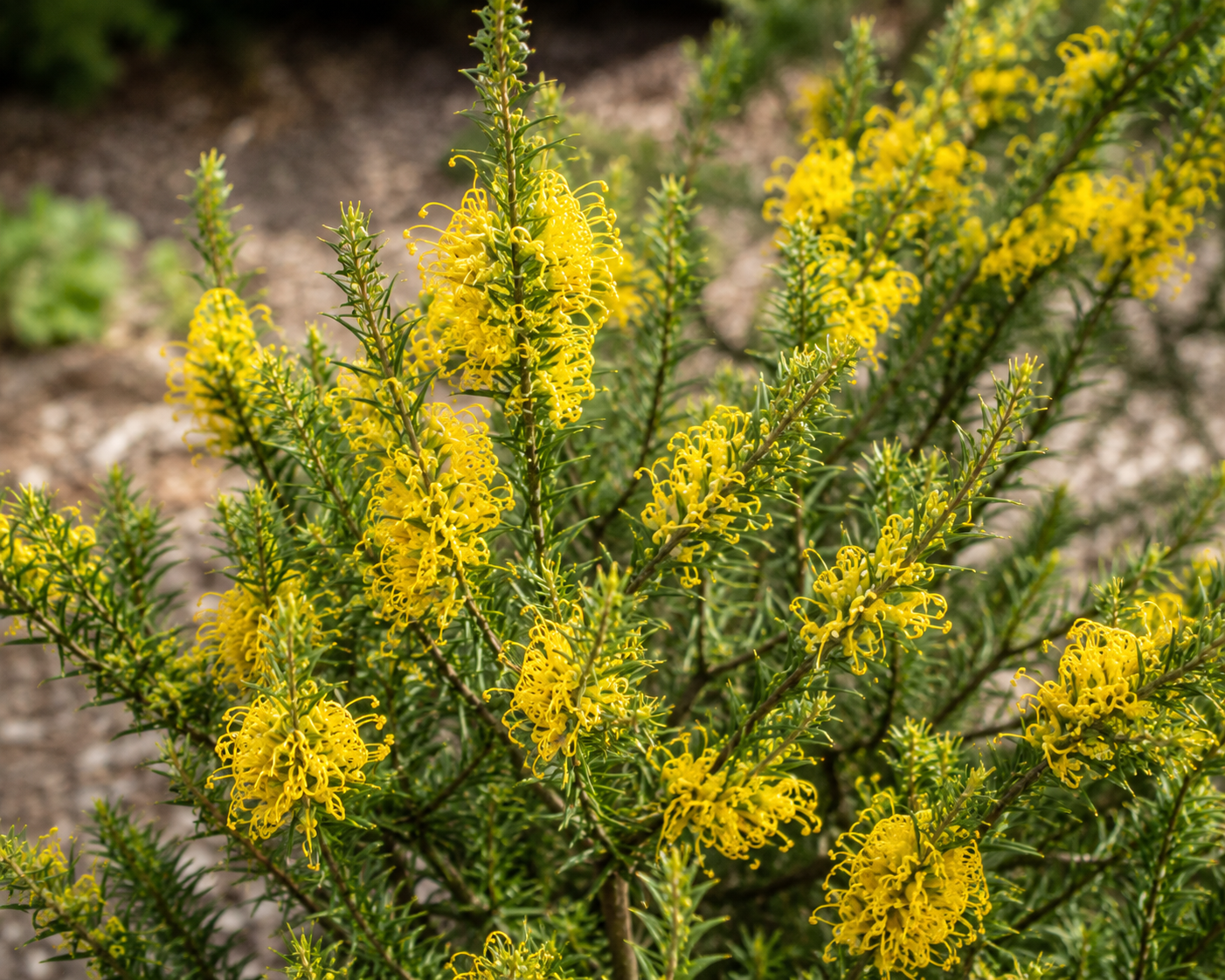 Grevillea juniperina Yellow