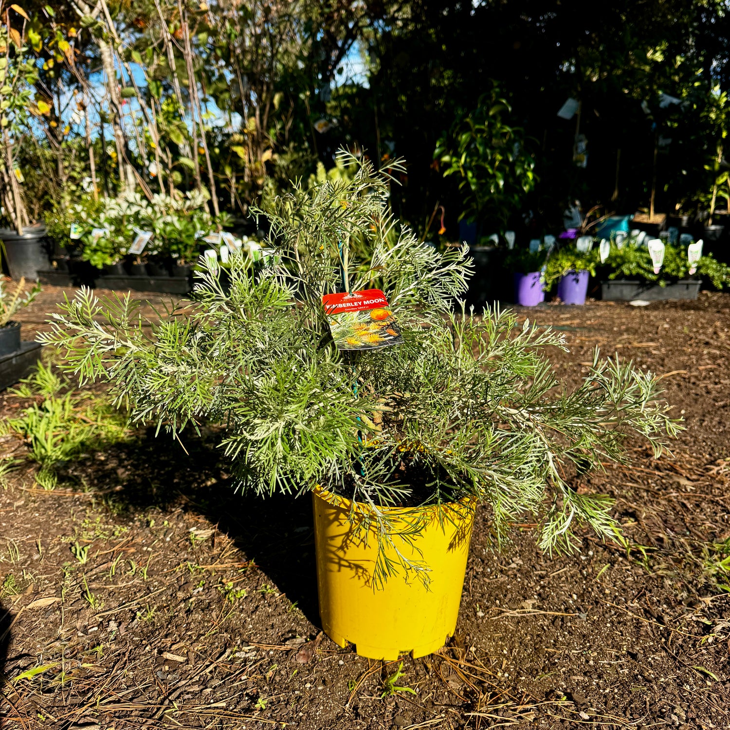 Grevillea PBR Kimberley Moon