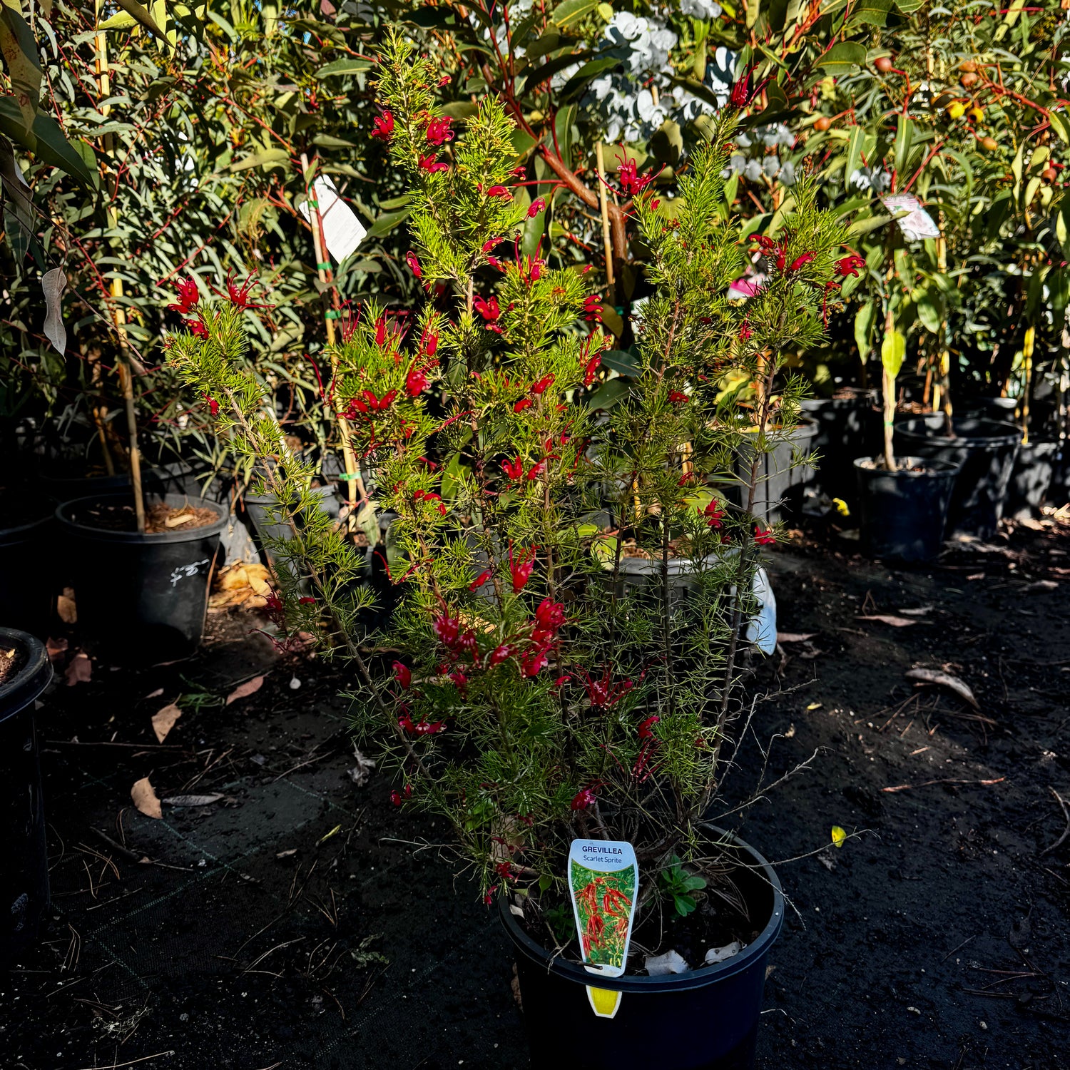 Grevillea rosmarinifolia Scarlet Sprite