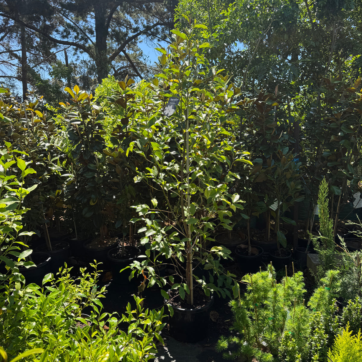 Hedging & Screening · Grower's Pick