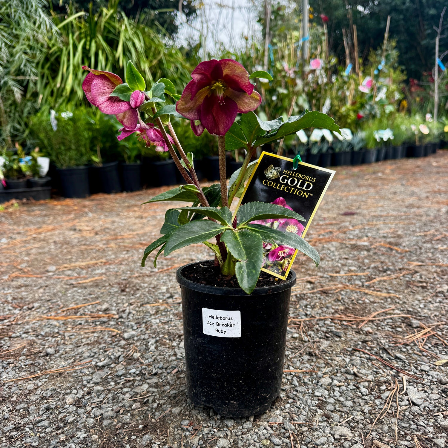 Helleborus Gold Collection rtm Ice Breaker Ruby