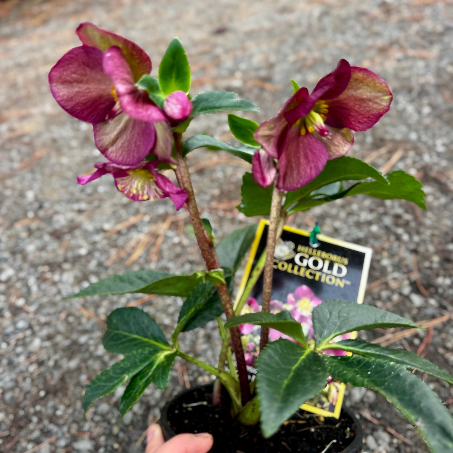 Helleborus Gold Collection rtm Ice Breaker Ruby