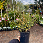 Hypocalymma 'Lemon Beauty' | Australian Native Myrtle