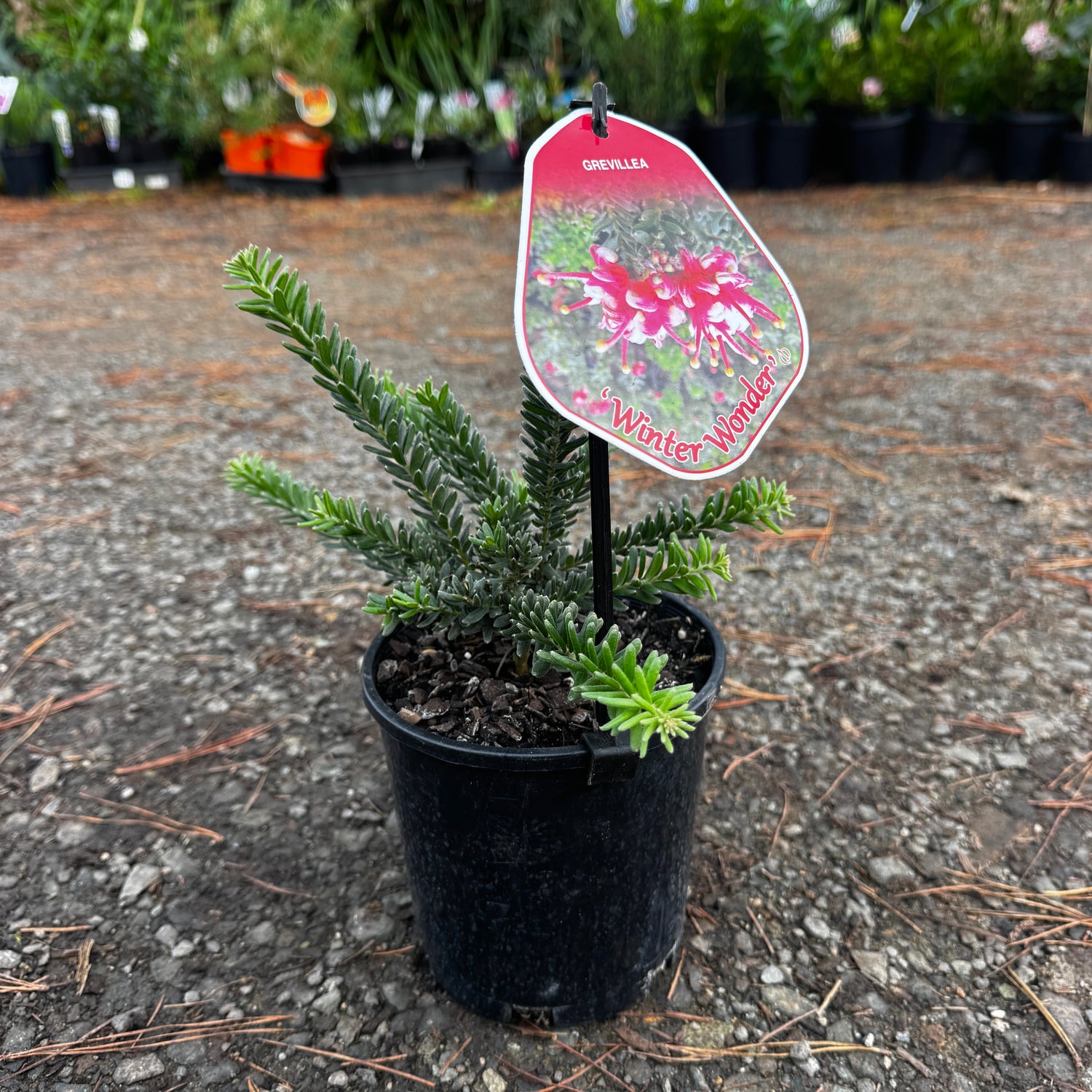 Grevillea Winter Wonder