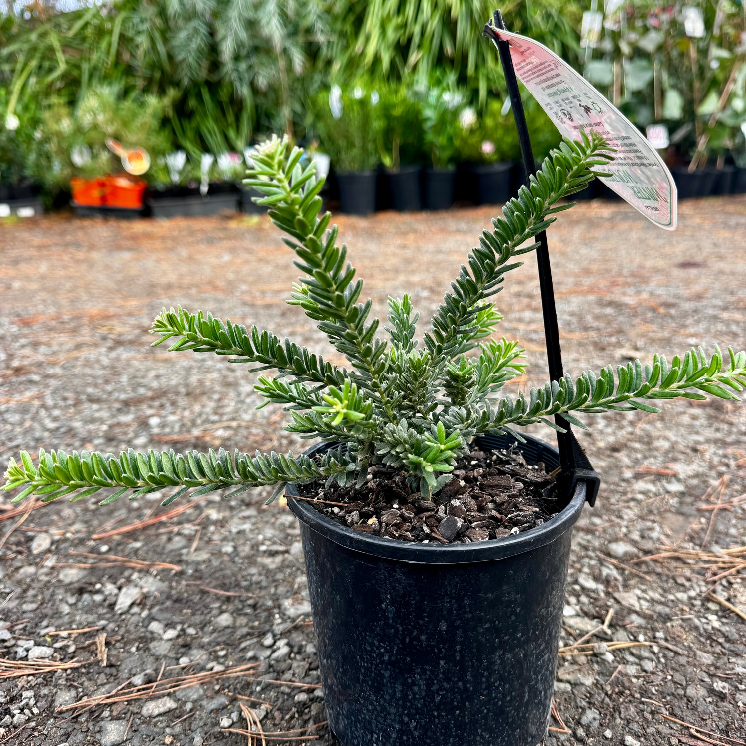 Grevillea Winter Wonder