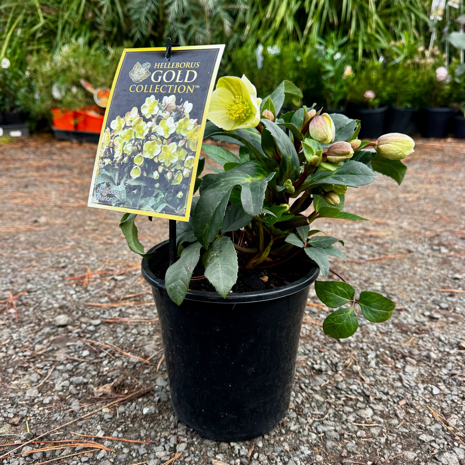 Helleborus x ballardiae Marlon