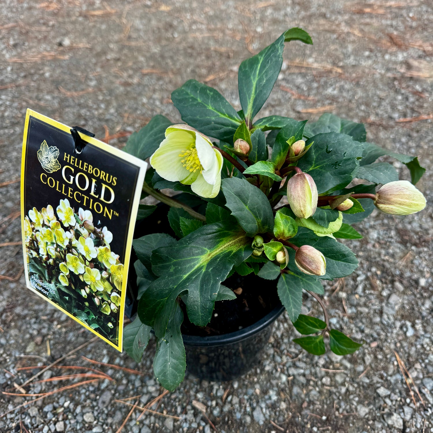 Helleborus x ballardiae Marlon