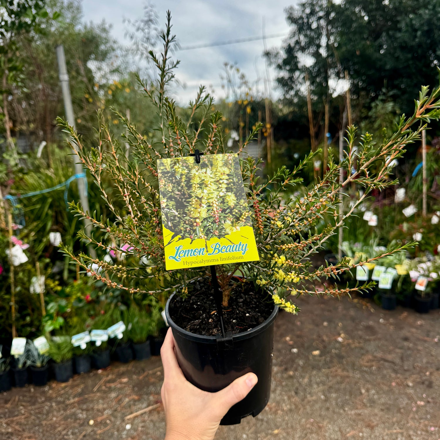 Hypocalymma linifolium Lemon Beauty