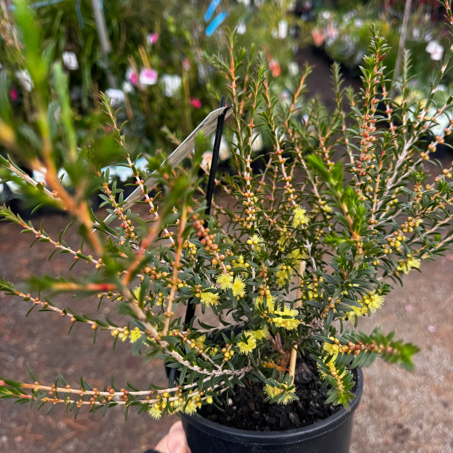 Hypocalymma linifolium Lemon Beauty
