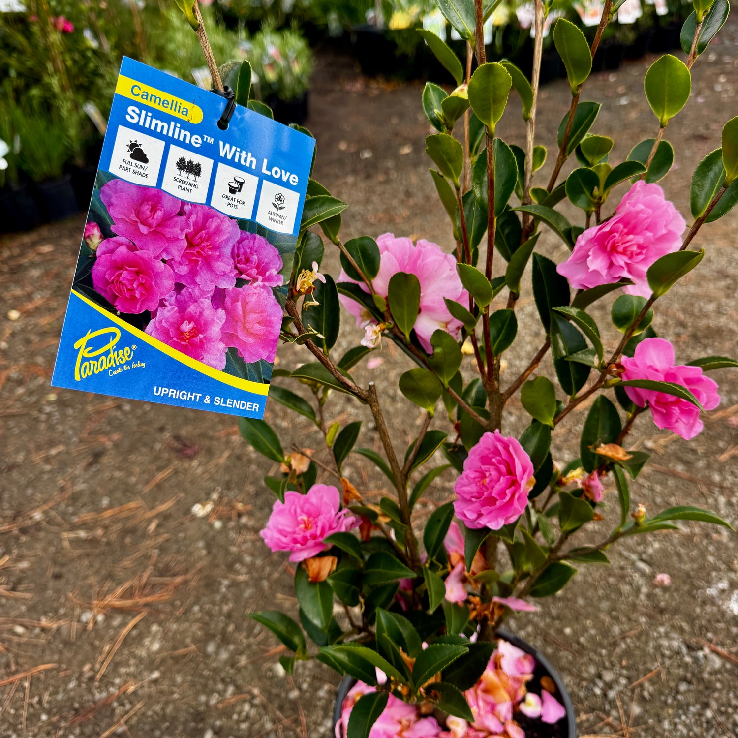 Camellia sasanqua Slimline With Love