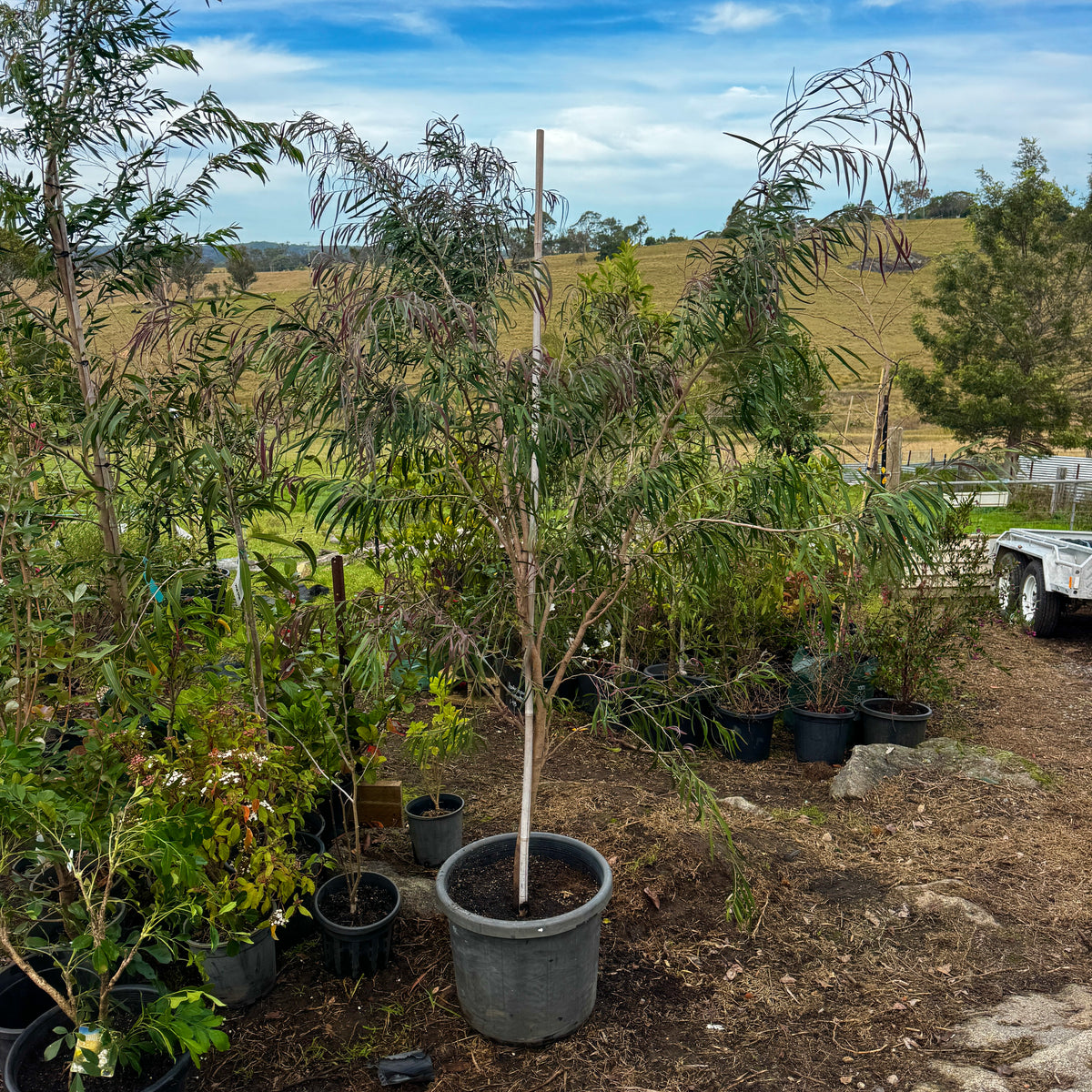 Trees · Grower's Pick