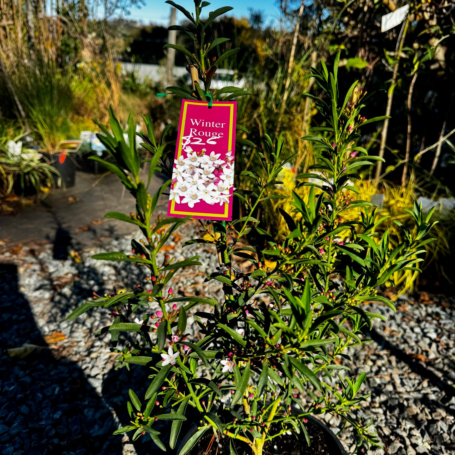 Philotheca myoporoides Winter Rouge (syn. Eriostemon)