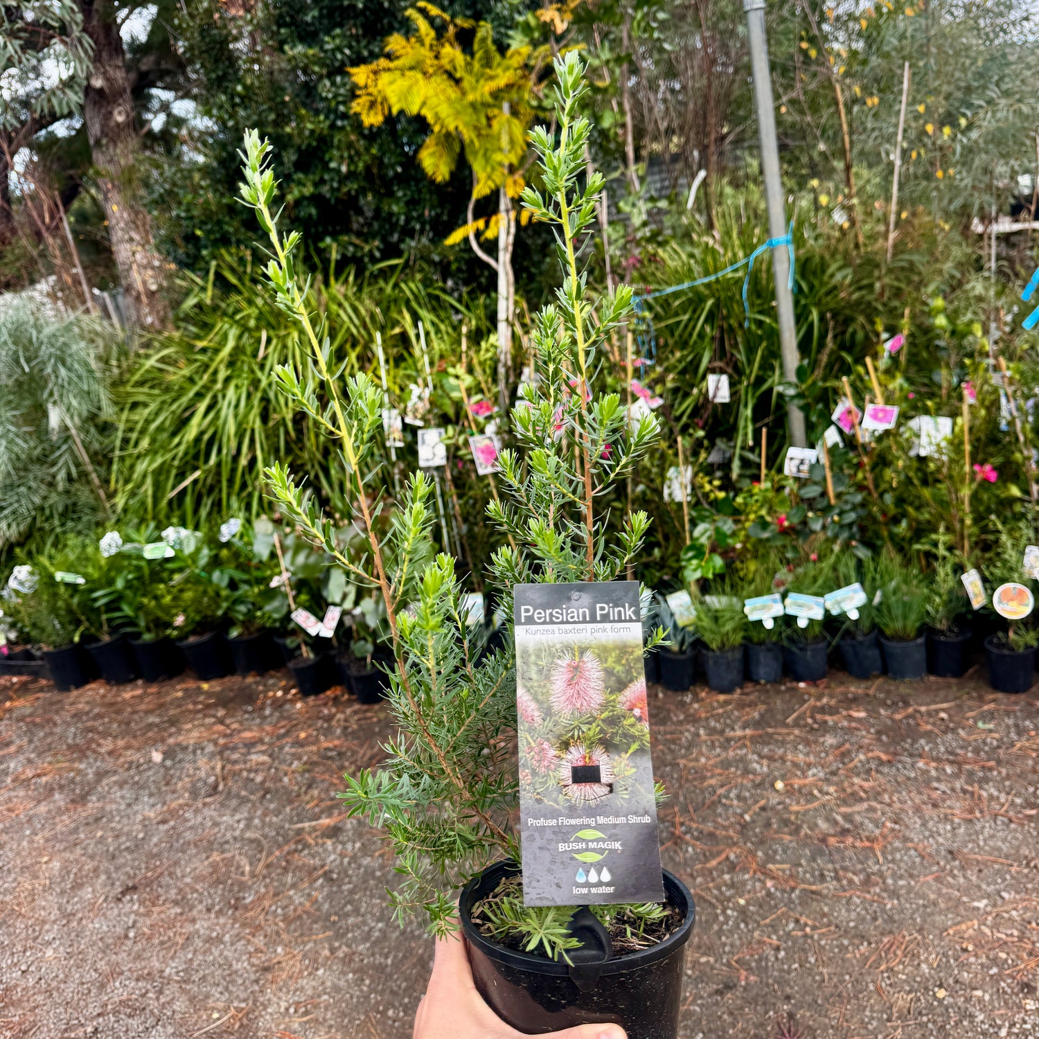 Kunzea baxteri Persian Pink