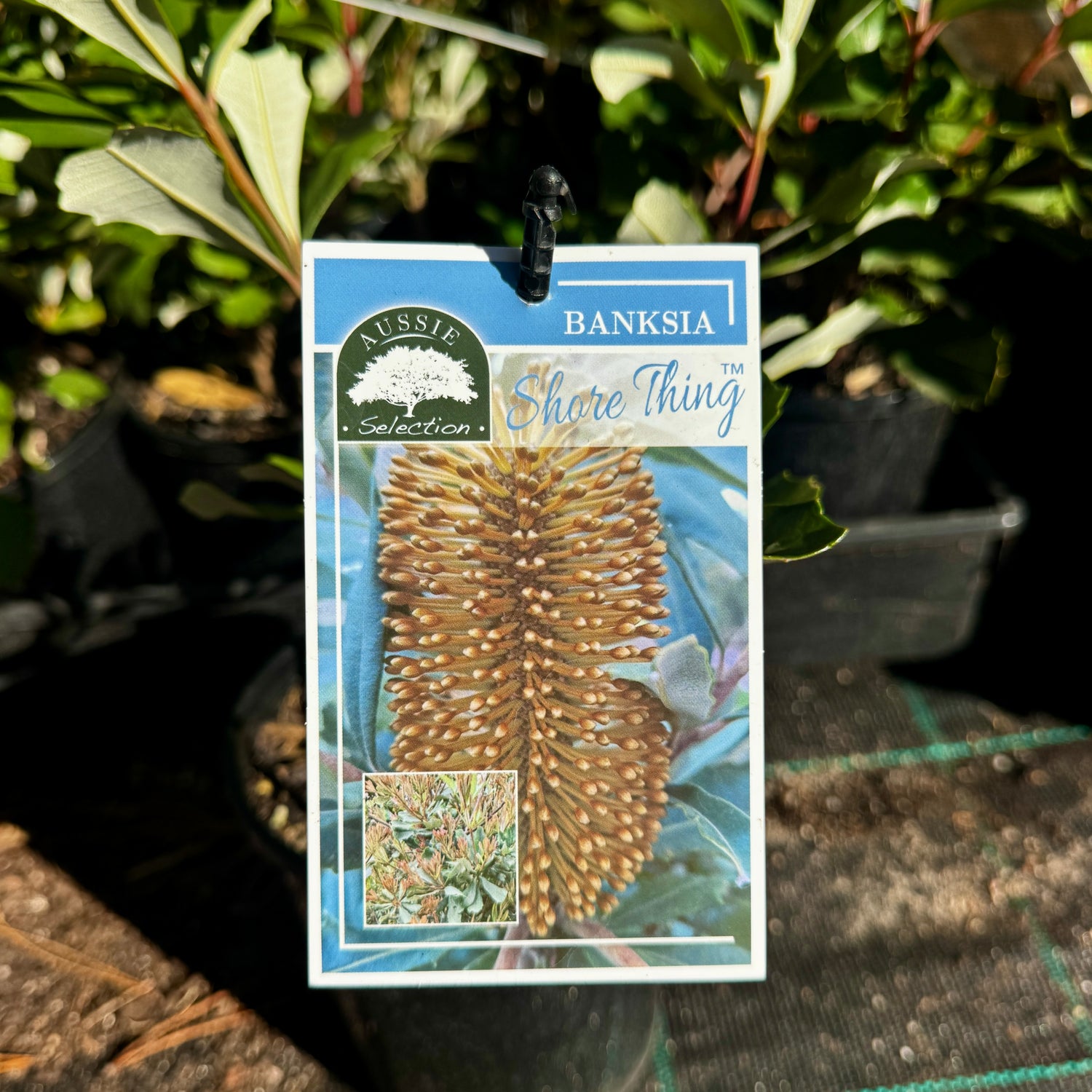 Banksia integrifolia Shore Thing