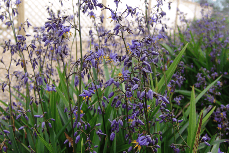 Dianella caerulea Little Jess'™