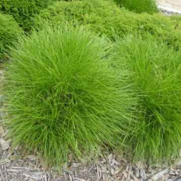 Lomandra confertifolia Little Con