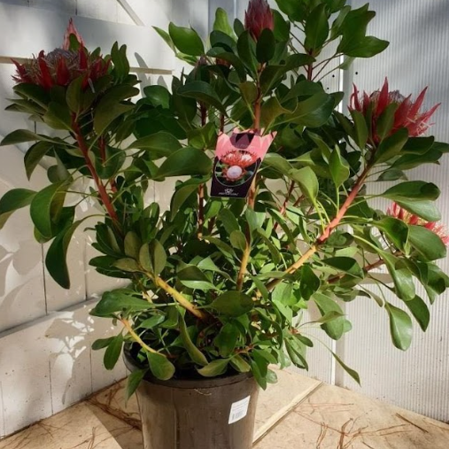 Protea Little Prince PBR