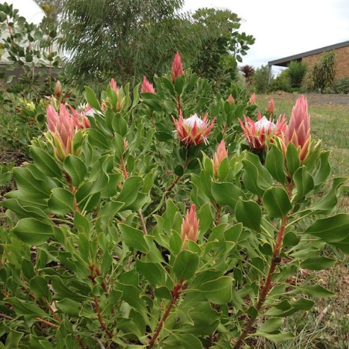 Protea Little Prince PBR