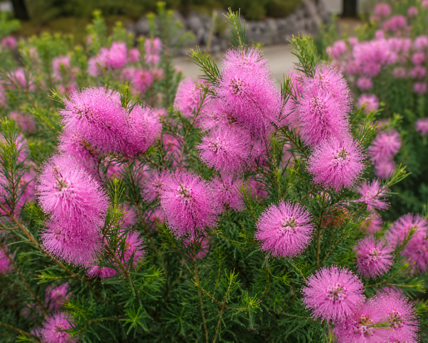 Melaleuca thymifolia Cotton Candy