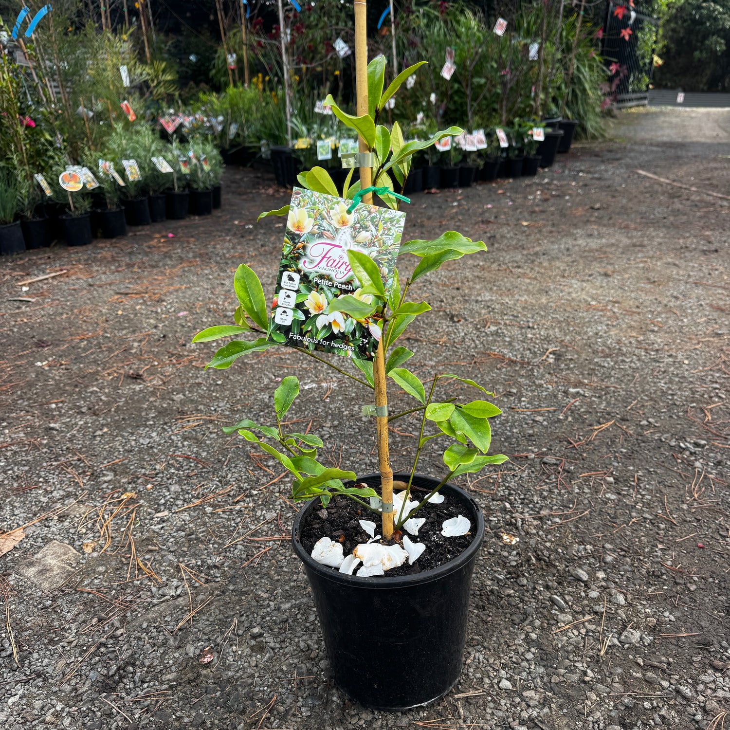 Michelia Fairy Petite Peach Magnolia