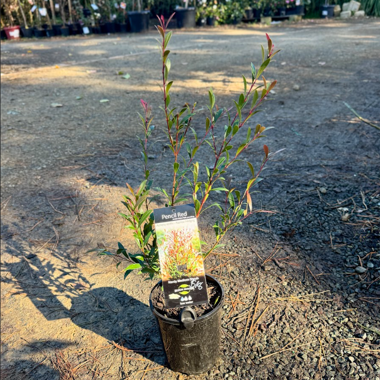 Acmena smithii Pencil Red PBR