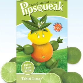 Citrus × latifolia Pipsqueak Dwarf Tahitian Lime