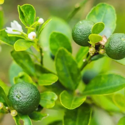 Citrus × latifolia Pipsqueak Dwarf Tahitian Lime