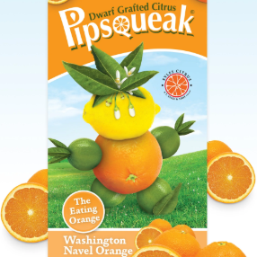 Citrus sinensis Pipsqueak Dwarf Navelina Orange