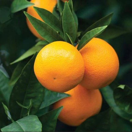 Citrus sinensis Pipsqueak Dwarf Navelina Orange