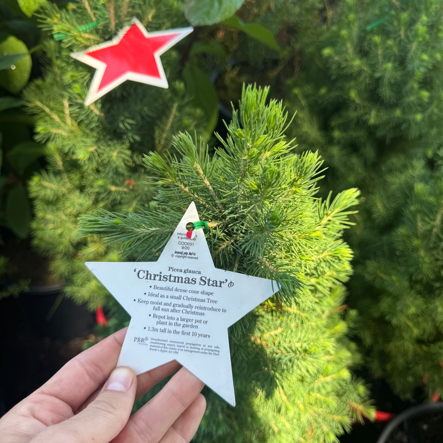 Picea Glauca 'Christmas Star'