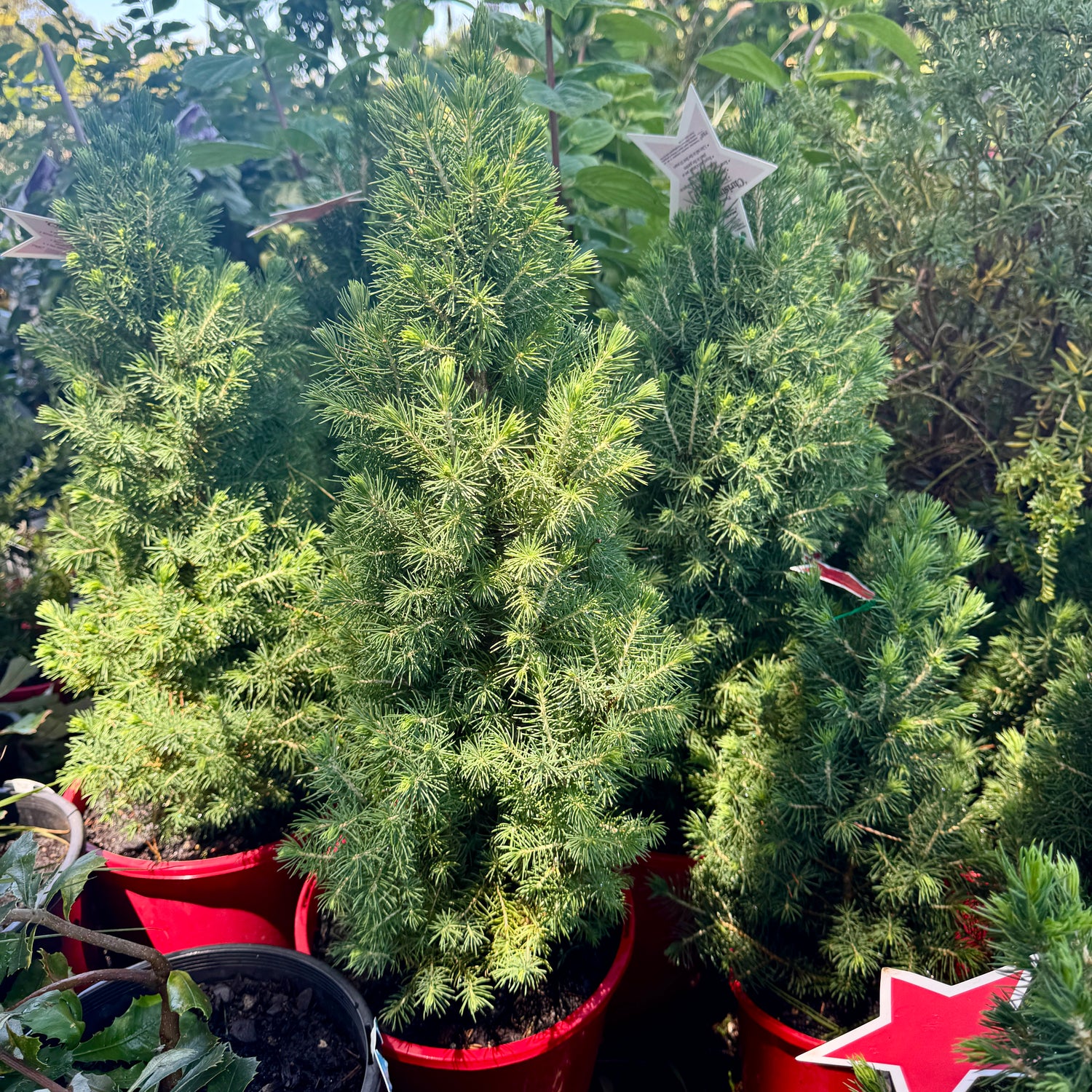 Picea Glauca 'Christmas Star'