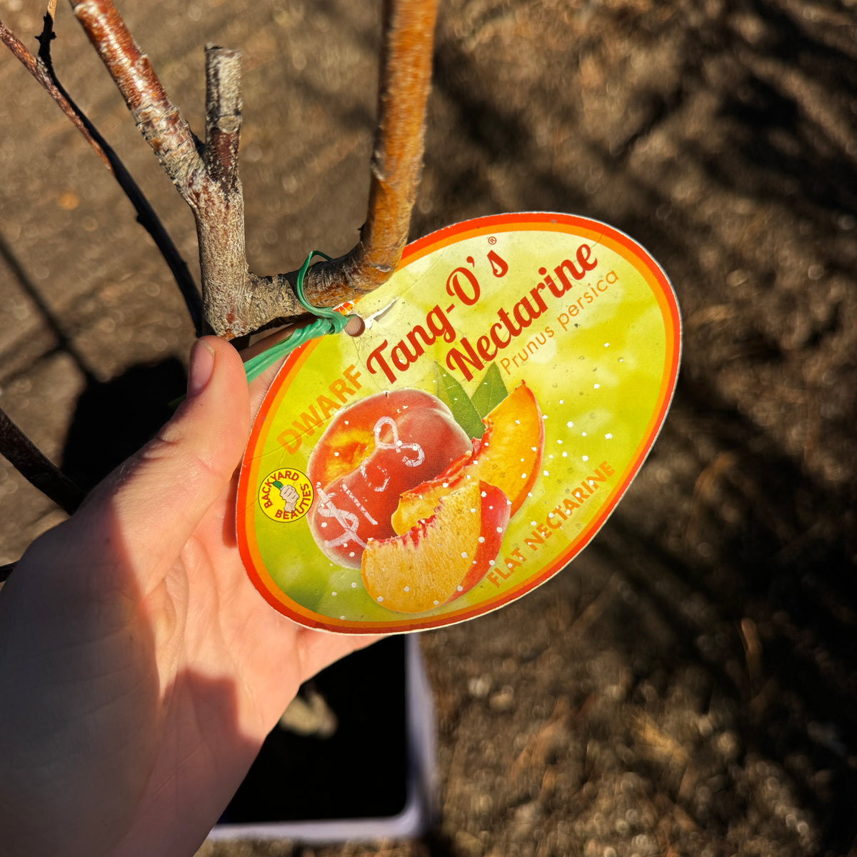 Prunus persica var. nucipersica TangO’s™ Dwarf Flat Nectarine