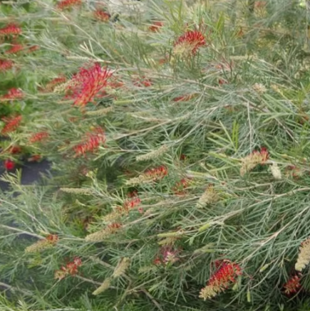 Grevillea hybrid RSL Spirit of ANZAC
