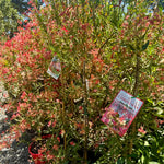 Red flowering christmas bush plant ceratopetalum