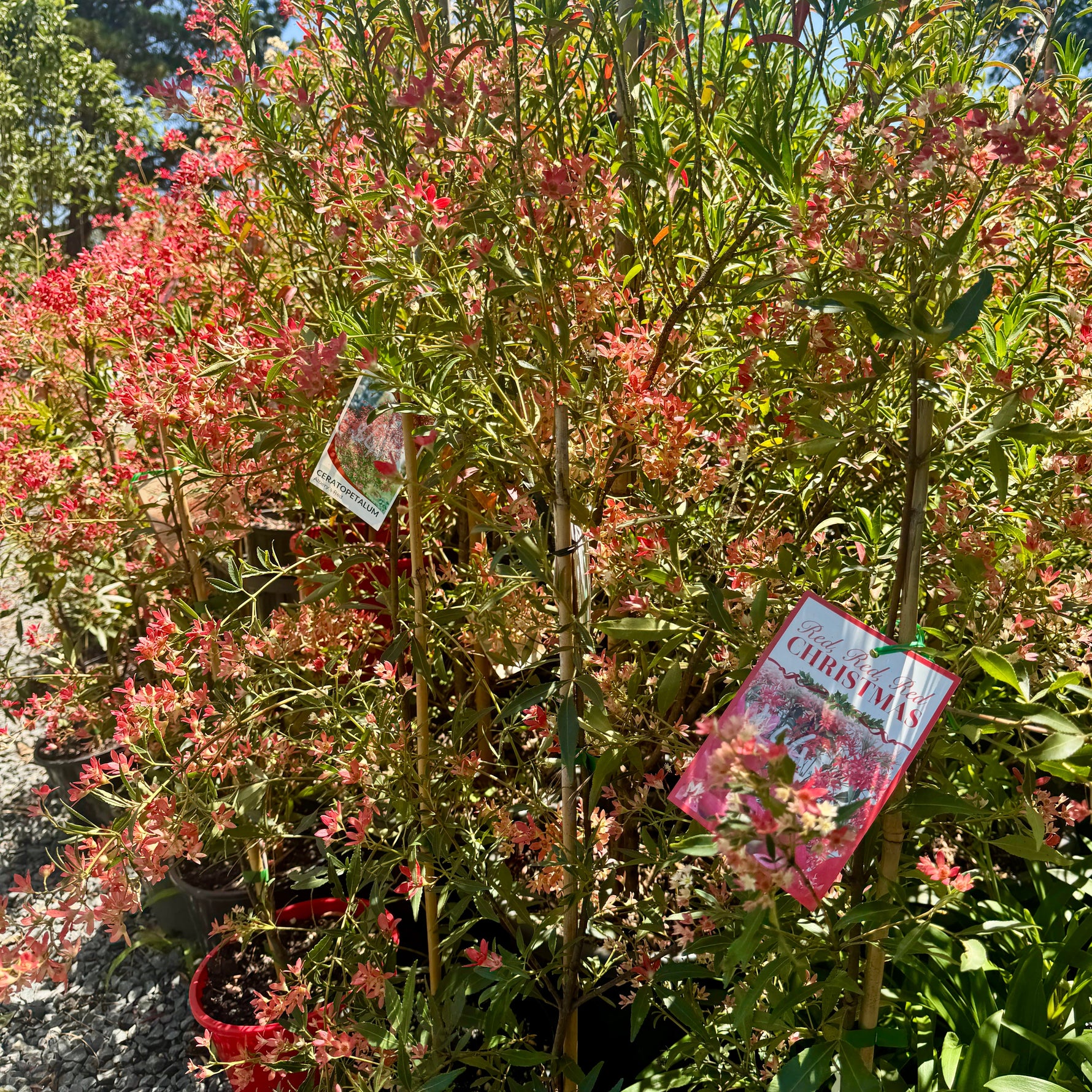 Red flowering christmas bush plant ceratopetalum