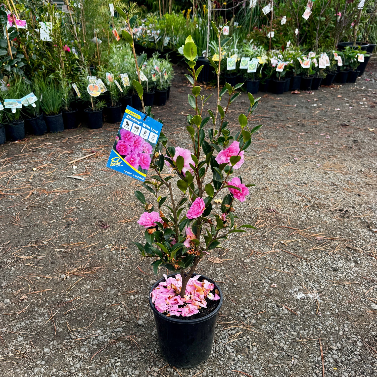 Camellia sasanqua Slimline With Love