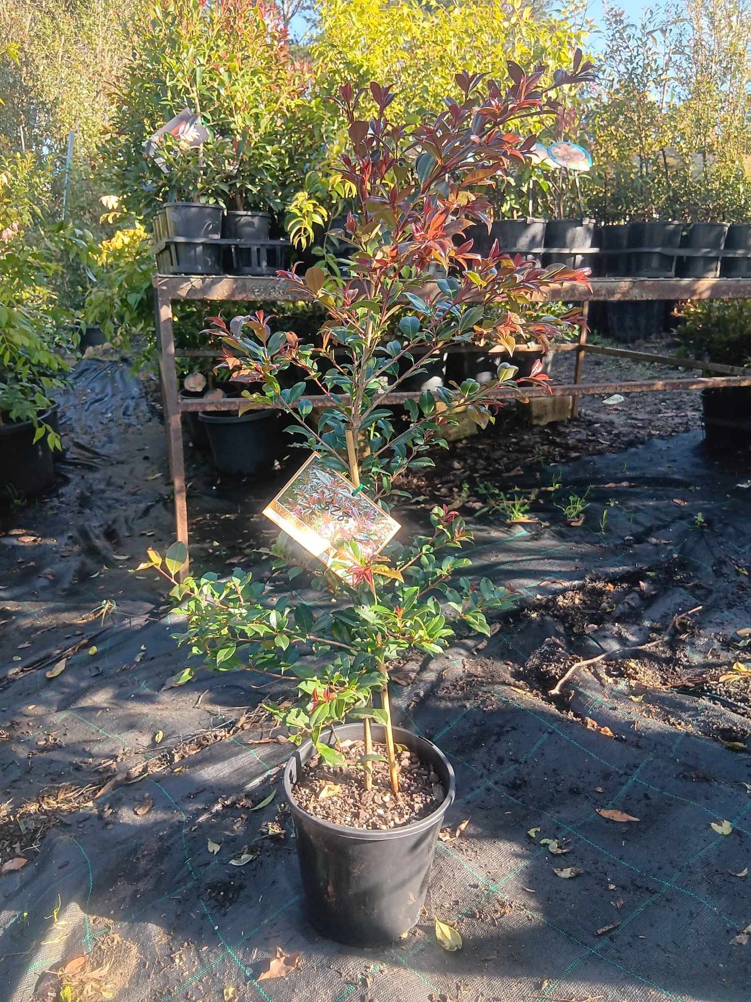 Syzygium australe Crimson Lights
