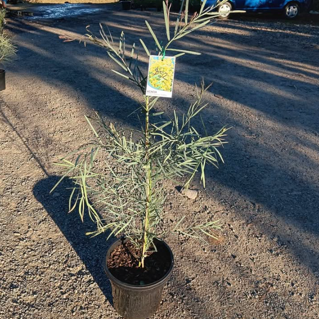Acacia iteaphylla Flinders Range Wattle