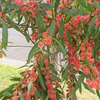 Acacia leprosa Scarlet Blaze (Cinnamon Wattle)