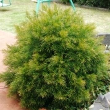 Acacia cognata Winter Flame