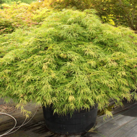 Acer palmatum Waterfall Standard
