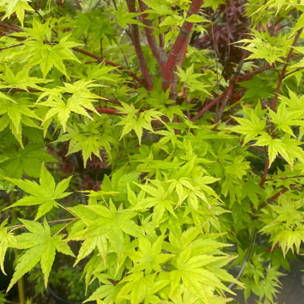 Acer palmatum Waterfall Standard