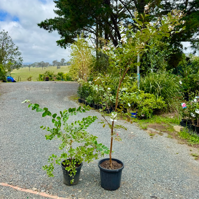Lagerstroemia Acoma Crepe Myrtle