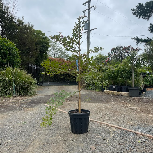 Lagerstroemia Acoma Crepe Myrtle