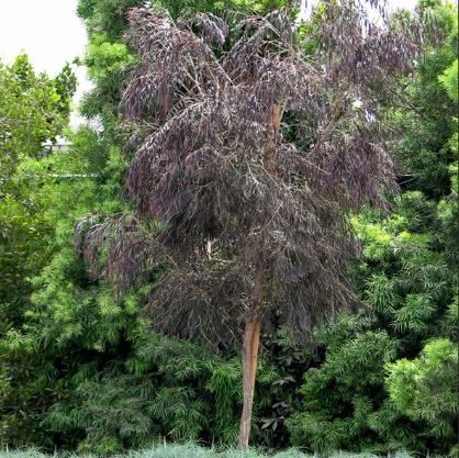 Agonis flexuosa After Dark