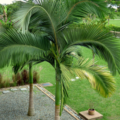 Archontophoenix alexandrae Alexandra Palm