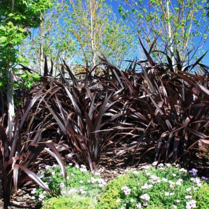 Phormium tenax All Black