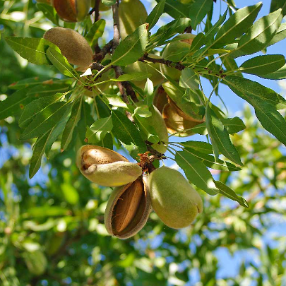 Prunus dulcis Dwarf Self Pollinating Almond